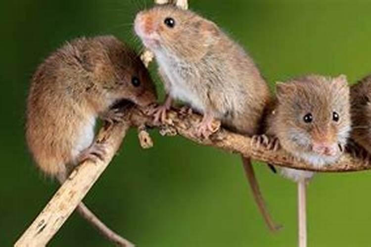 梦见很多的老鼠是什么征兆？