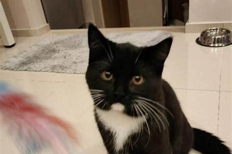 梦到亲表妹生了一只猫咪