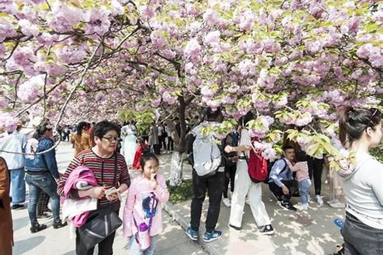 清明樱花祭是真事吗？