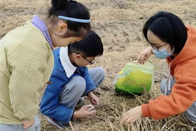 梦到捡粮食收拾粮食