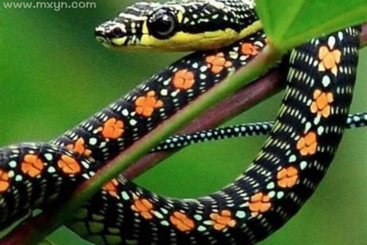 怀孕梦见蛇是什么意思有什么预兆？