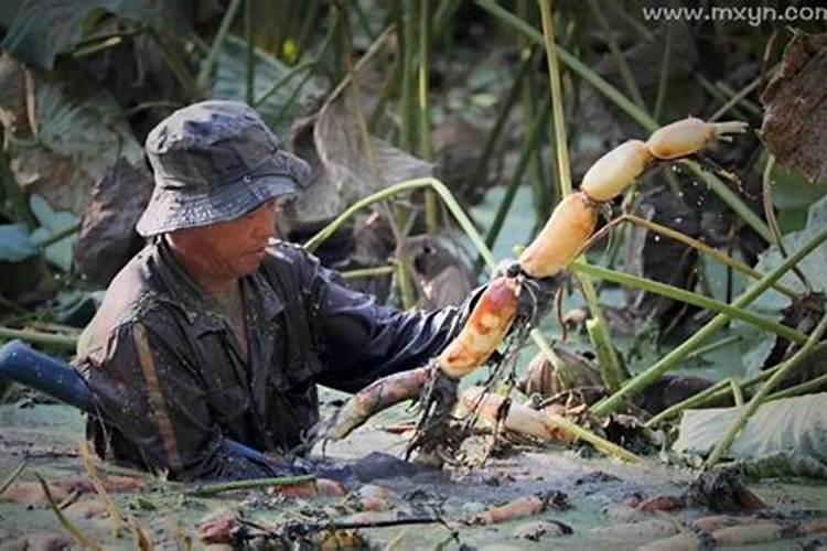 梦见挖莲藕是什么意思？