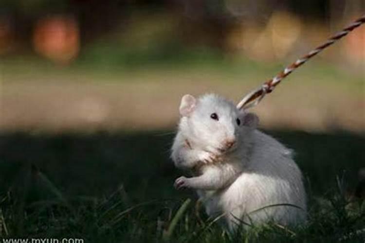 梦到老鼠窜到自己身上