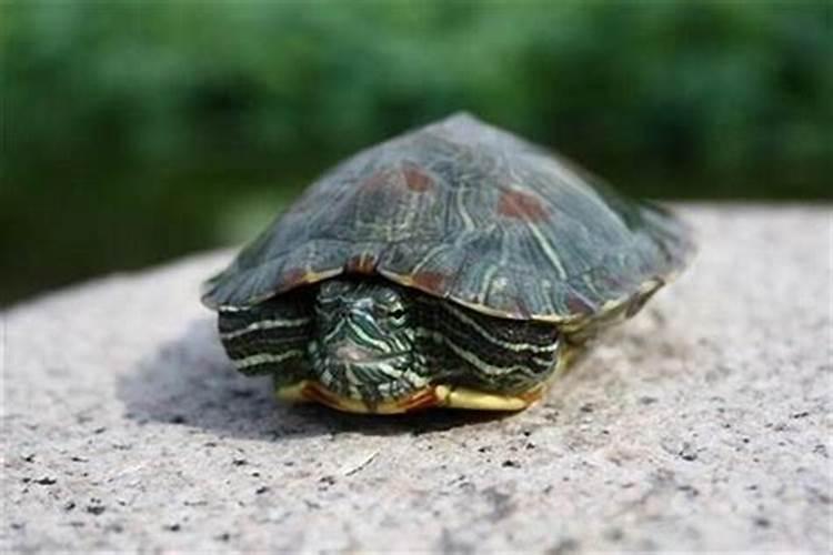 梦见超大乌龟是什么意思解梦？