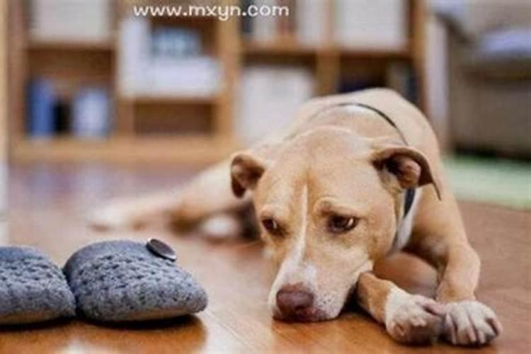 梦到自己死去的狗是什么意思？