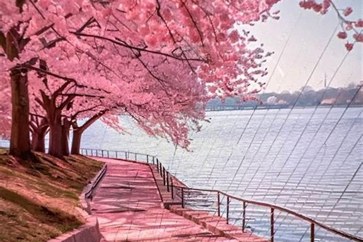 1977年出生蛇人运程如何？