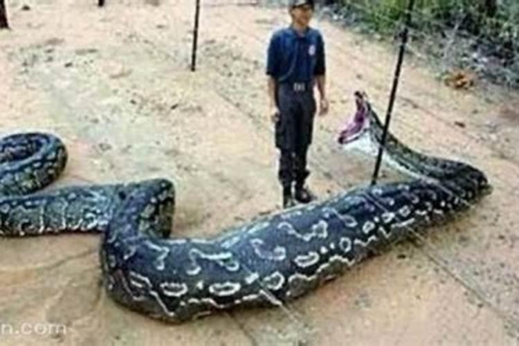 梦到大蟒蛇吃人是什么意思？