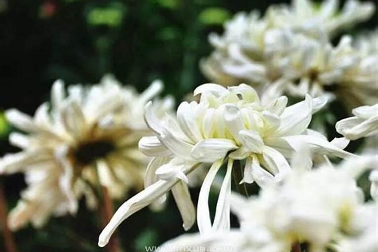 老人梦见哭是什么意思？