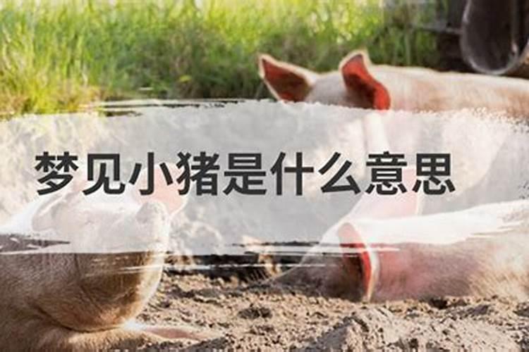 梦见小猪是什么意思？