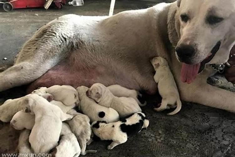 梦见大狗生小狗是什么意思？