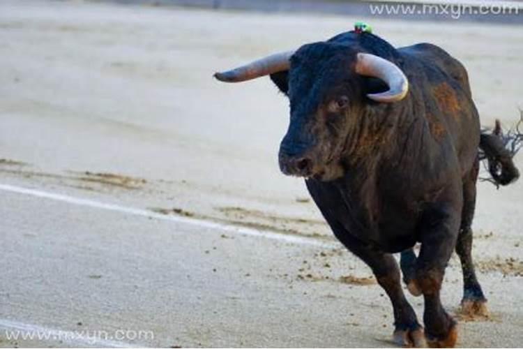 梦见牛顶人是什么预兆解梦？