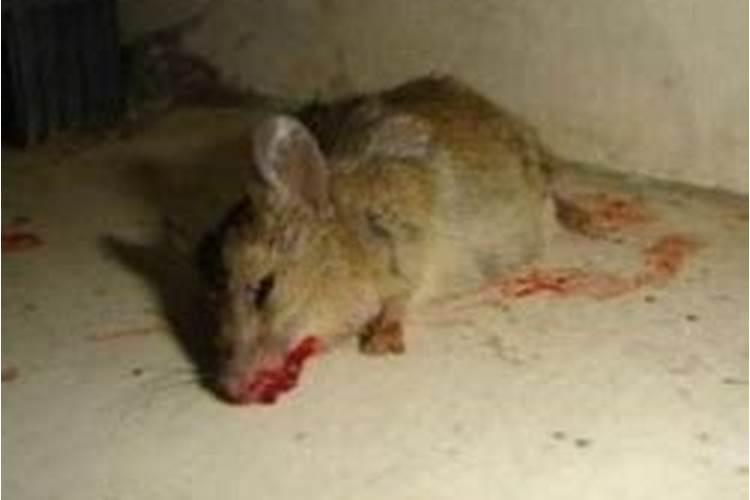 梦见死老鼠活过来咬了自己