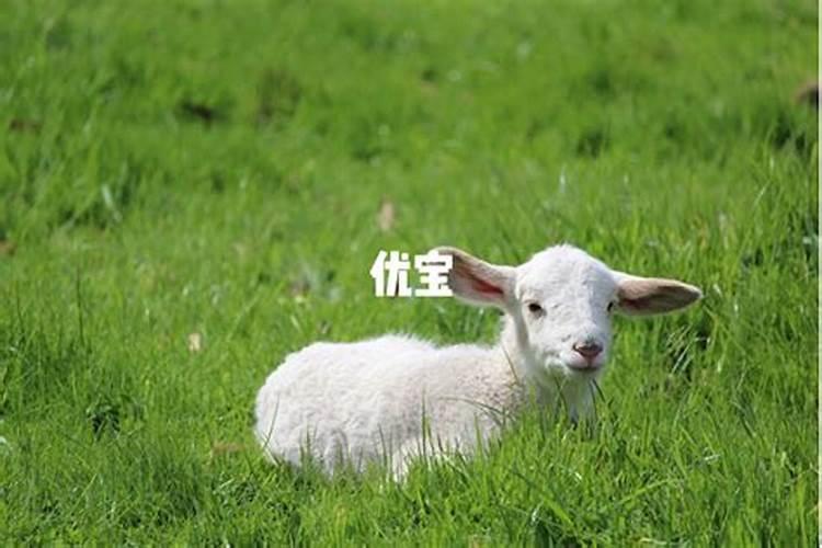 91属羊下半年运势如何？