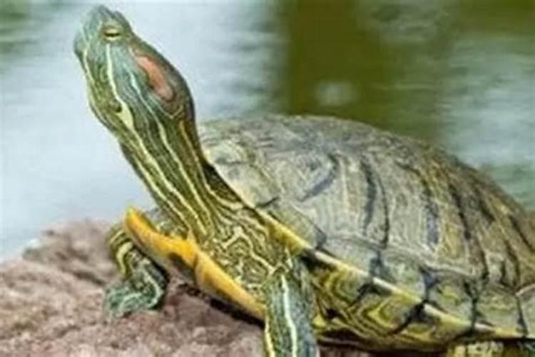 梦见特大的乌龟是什么意思啊？