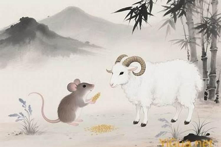 属羊和属鼠合婚吗？