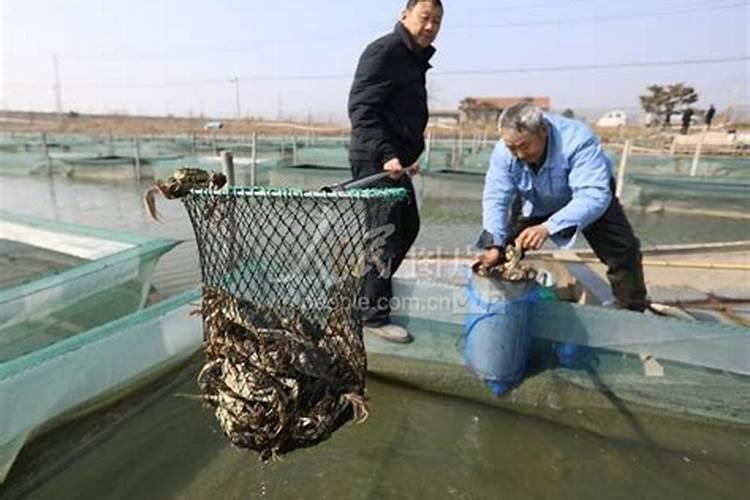 立春时螃蟹塘注意