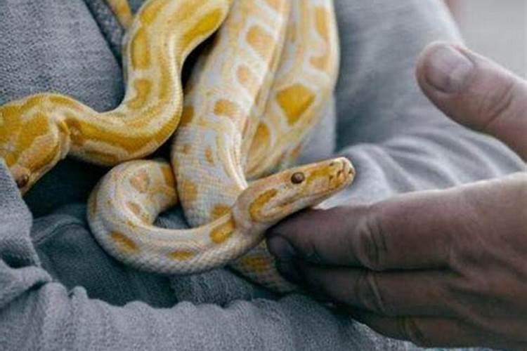 梦见蟒蛇是吃人什么意思？