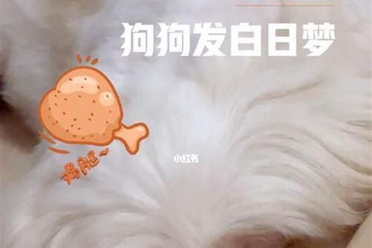 梦见领养的狗死了我在大哭