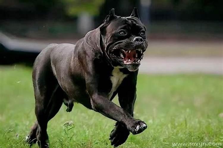 梦见恶狗扑来咬自己