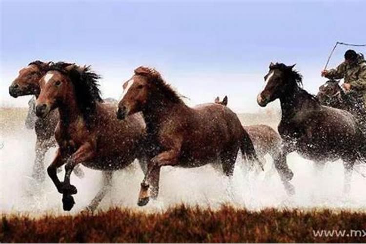 梦见马被摔了是什么预兆？