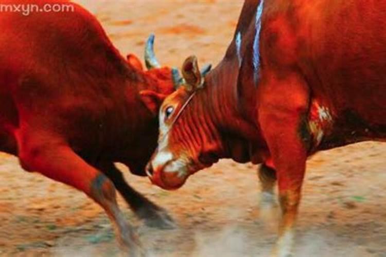 梦见牛打架是什么意思？