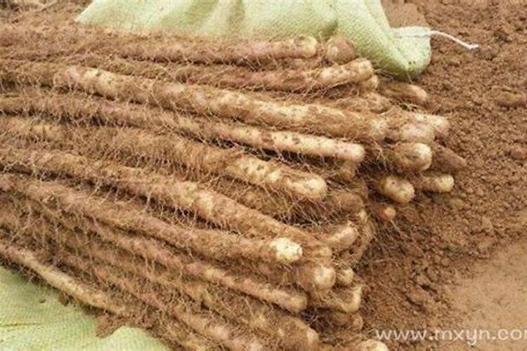 梦见山药是什么意思？