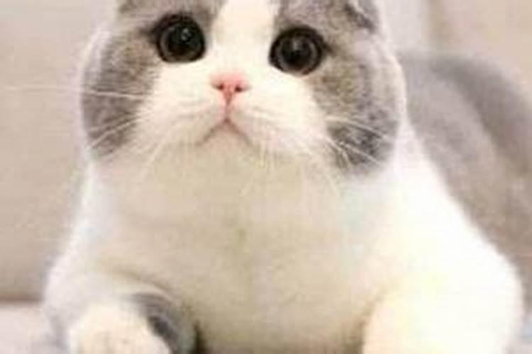 梦见猫代表什么意思？