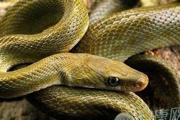 梦见蛇咬我什么征兆？