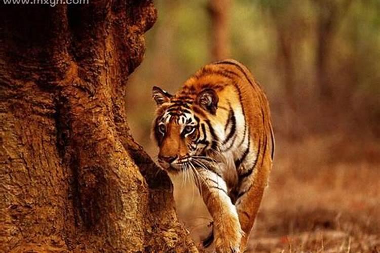 梦见很多老虎很温顺？