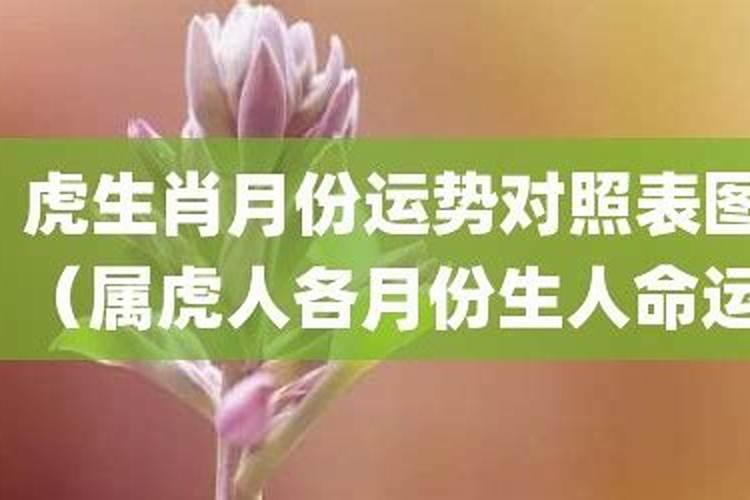 属虎人各月生运势如何？