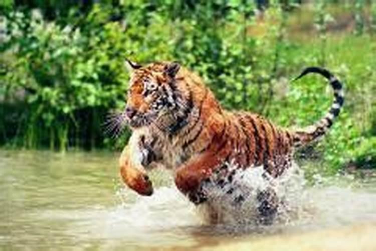 梦见老虎追自己是什么意思啊？