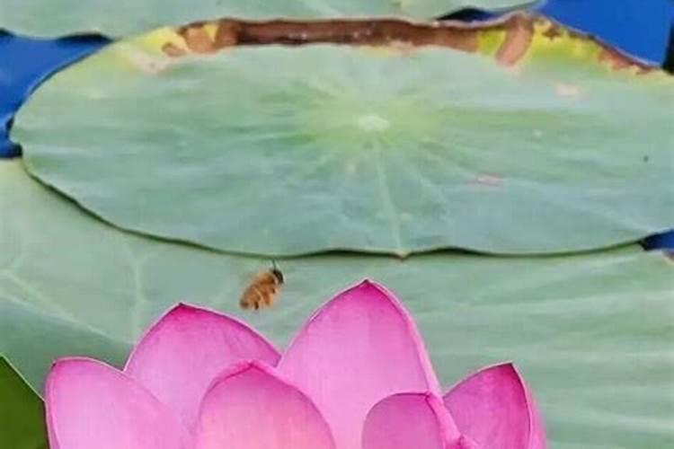 大运怎么与命局结合？