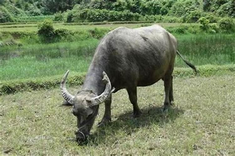 老年人梦到水牛是什么意思？