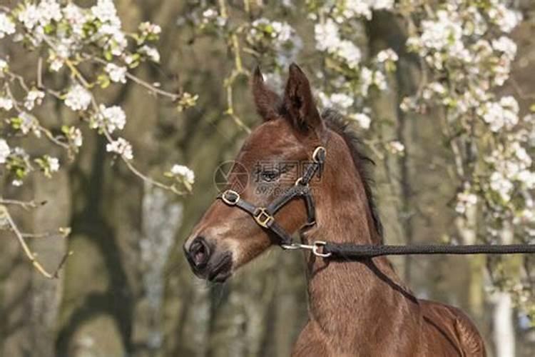 小冬至出生的马