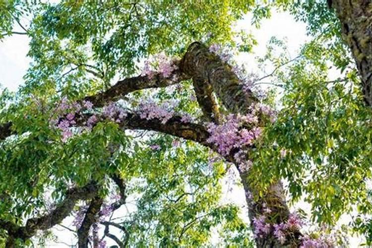 梦到古树上有花什么意思？