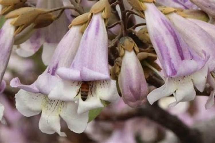 梦见桐树是什么意思？