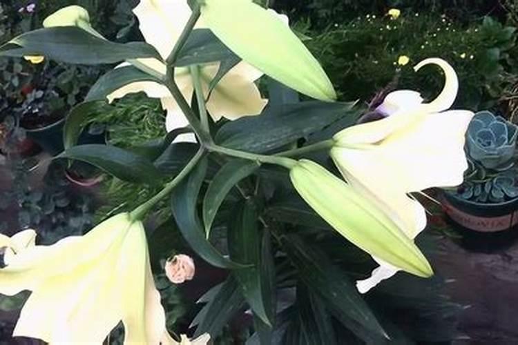 梦见满地百合花开了