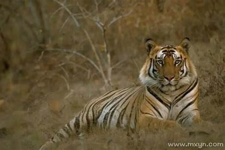 梦见老虎是进家什么预兆？