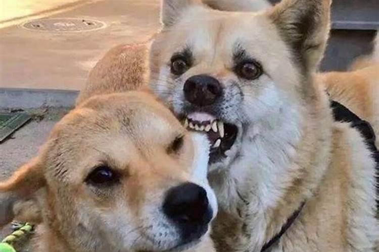 梦见狗咬我是什么预兆？