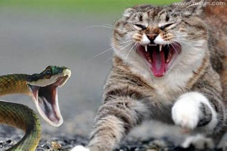 梦见猫和蛇还有小孩什么意思？