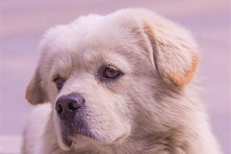 合八字狗跟猪八字合吗？