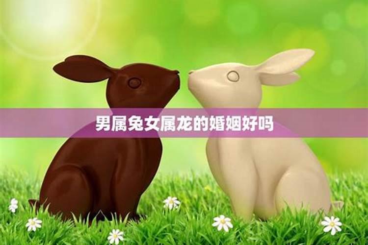 男属兔和女属龙合婚吗？