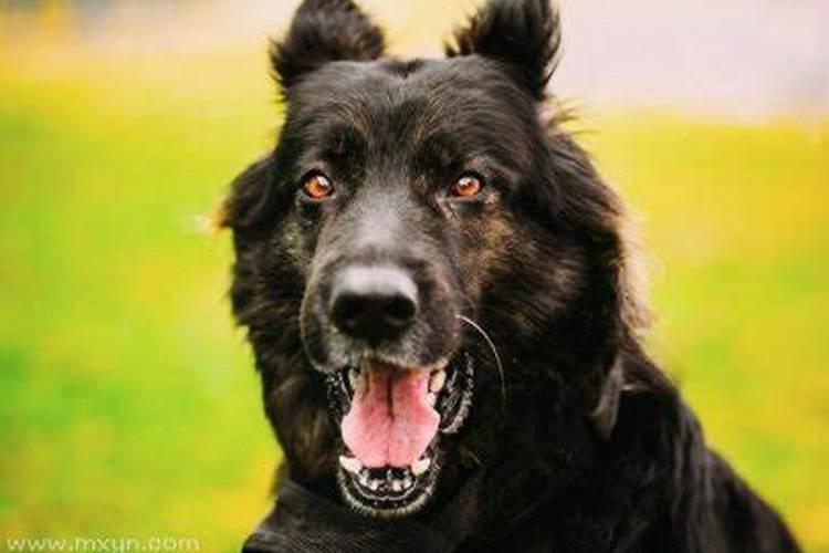 梦见大狗什么预兆周公解梦女人？