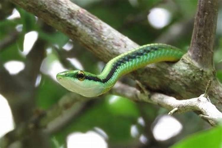 做梦梦到青蛇是什么意思？