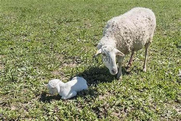 三月十五的羊命运怎样？