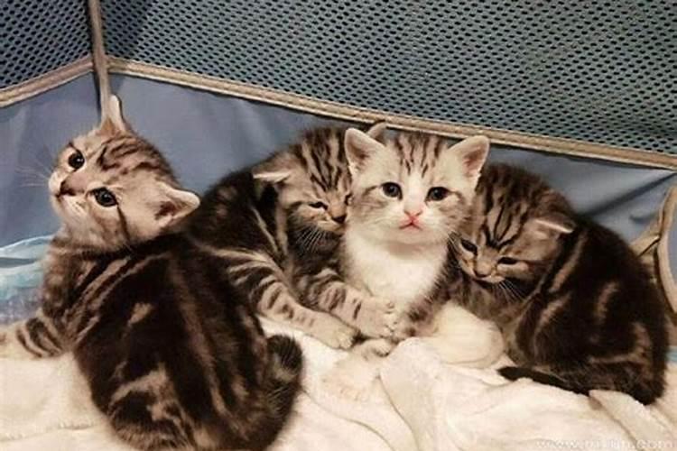梦见猫生了一窝小猫是什么征兆？