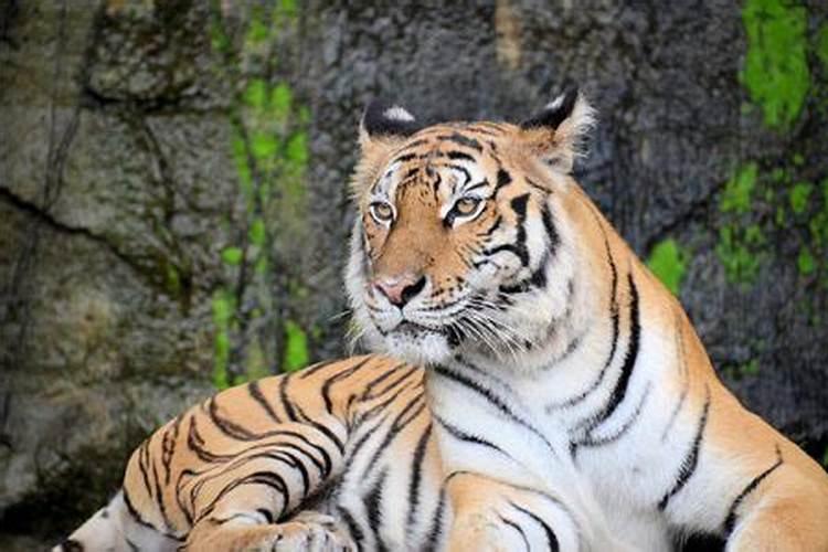 1986属虎10月运势如何？