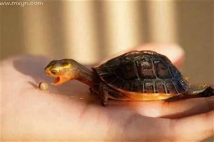 梦见乌龟有什么预兆吗？