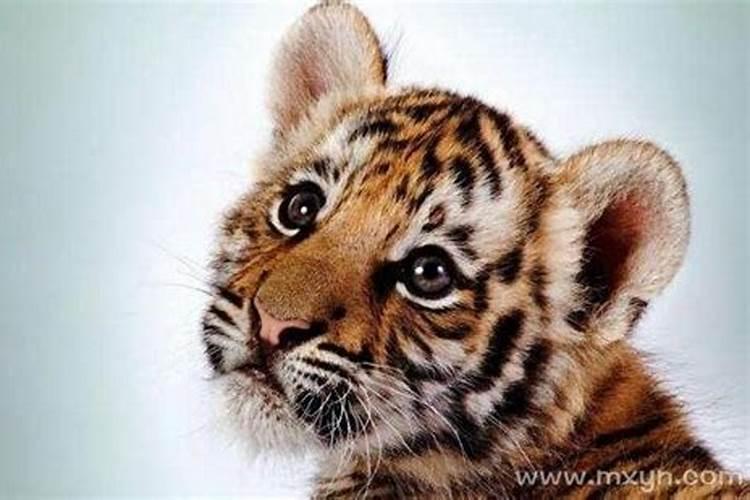 怀孕做梦梦见老虎是什么意思？