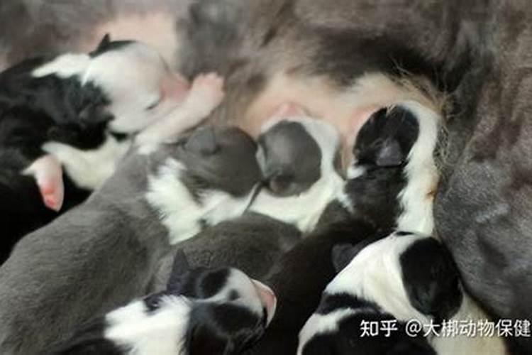 梦到狗狗是怀孕了吗？